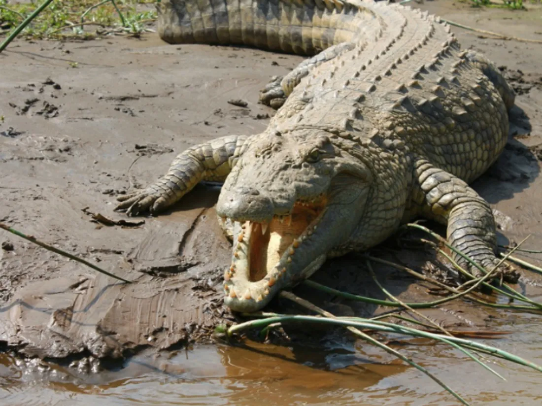 Pris pour un faux, un Crocodile attaque un touriste un peu trop curieux